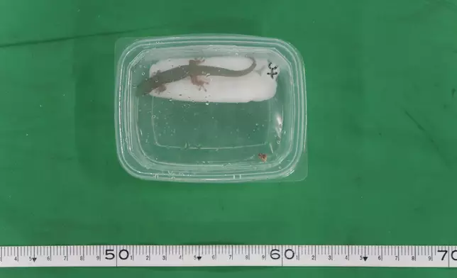 香港海關檢獲懷疑受管制屬瀕危物種爬行類動物。政府新聞處圖片