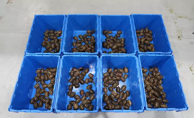 香港海關檢獲懷疑受管制屬瀕危物種爬行類動物。政府新聞處圖片
