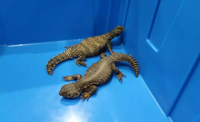香港海關檢獲懷疑受管制屬瀕危物種爬行類動物。政府新聞處圖片