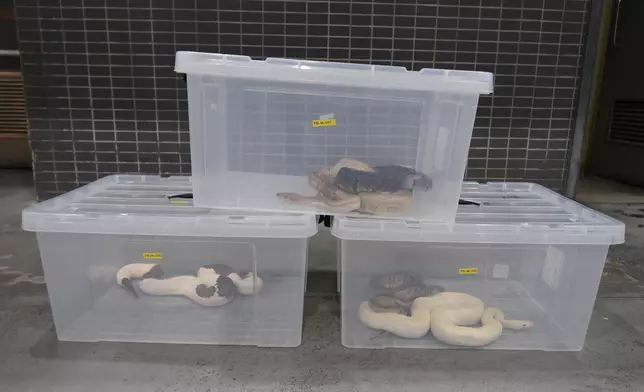 香港海關檢獲懷疑受管制屬瀕危物種爬行類動物。政府新聞處圖片