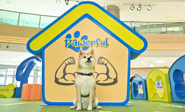 毛孩在 Pawfect Muscle Wall 前可以展示有趣健碩造型