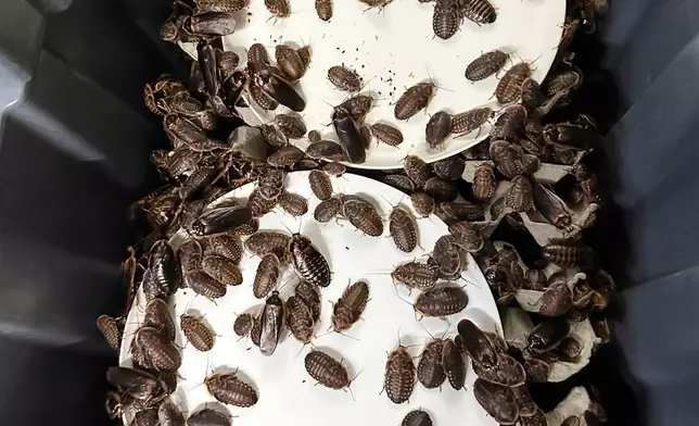 澳洲氣候變化、能源、環境及水務部提供的圖片顯示，二零二六年五月二十六日周二，在澳洲巴瑟斯特從一名商業飼養員手上充公的馬達加斯加發聲蟑螂及杜比亞蟑螂。(澳洲氣候變化、能源、環境及水務部透過美聯社圖片) AP圖片