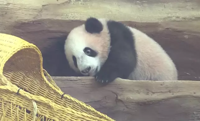 影片截圖 CGTN圖片