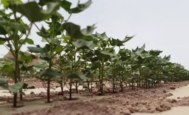 影片截圖 CGTN圖片