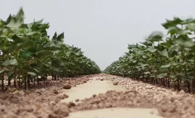 影片截圖 CGTN圖片