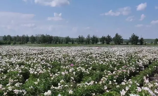 影片截圖 CGTN圖片