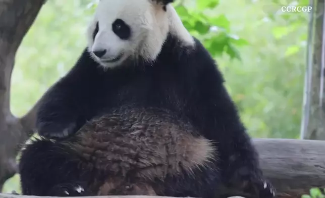 影片截圖 CGTN圖片