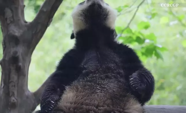 影片截圖 CGTN圖片