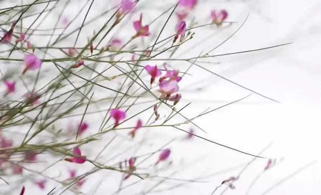 影片截圖 CGTN圖片