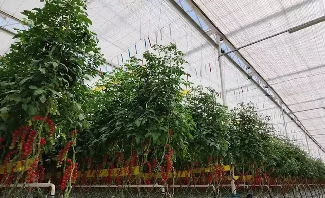 影片截圖 CGTN圖片