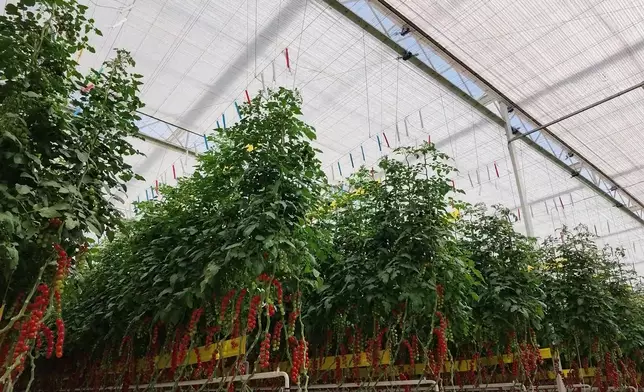 影片截圖 CGTN圖片