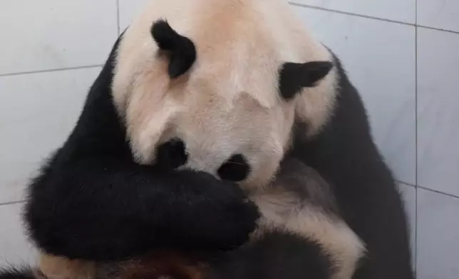 影片截圖 CGTN圖片