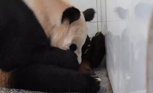 影片截圖 CGTN圖片