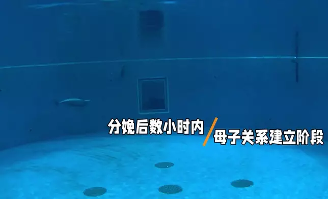影片截圖 CGTN圖片