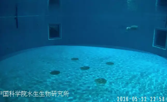 影片截圖 CGTN圖片