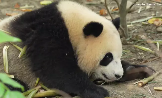 影片截圖 CGTN圖片