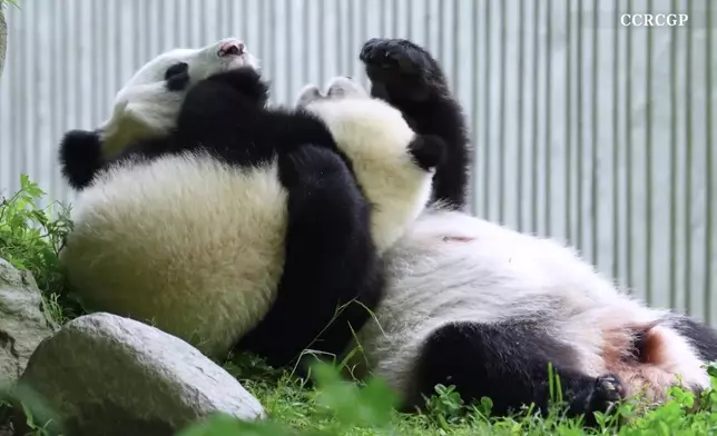 影片截圖 CGTN圖片