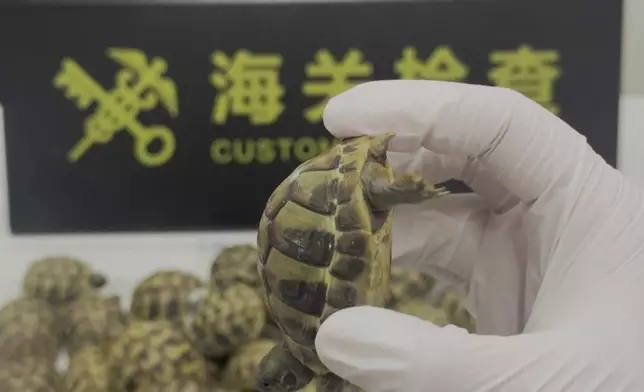 影片截圖 CGTN圖片