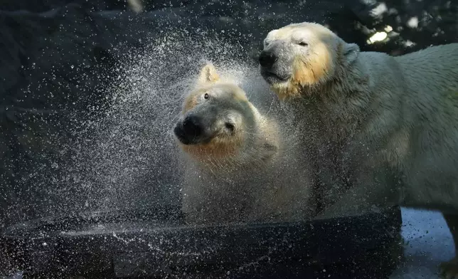 北極熊在布拉格動物園的圍欄內，於炎熱晴朗的一天享受冰塊浴和冰塊堆消暑。攝於2026年7月30日周四。(美聯社圖片/Petr David Josek) AP圖片