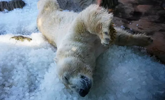 北極熊在布拉格動物園的圍欄內，於炎熱晴朗的一天享受冰塊消暑。攝於2026年7月30日周四。(美聯社圖片/Petr David Josek) AP圖片