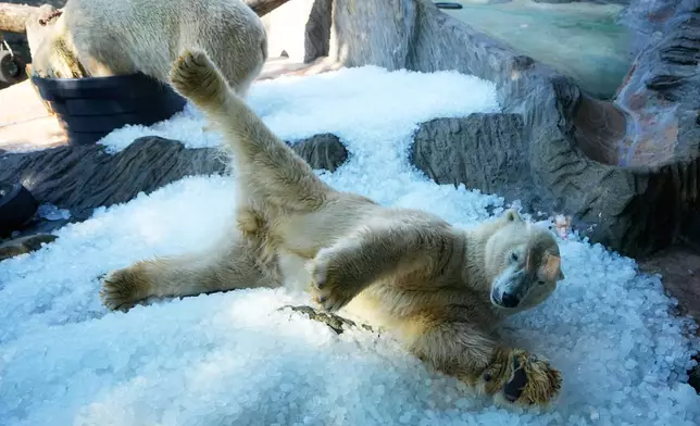 北極熊在布拉格動物園的圍欄內，於炎熱晴朗的一天享受冰塊消暑。攝於2026年7月30日周四。(美聯社圖片/Petr David Josek) AP圖片