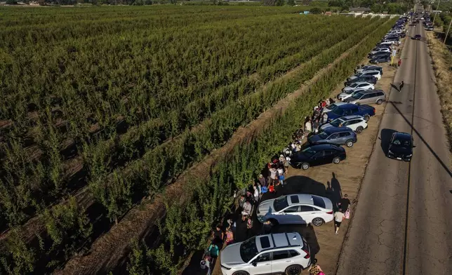 在加州里德利塞薩爾·莫拉的果園，2026年7月1日周三，人們排隊等候領取免費油桃。這次派發正值農作物合約糾紛持續之際。(美聯社圖片/Jae C. Hong) AP圖片