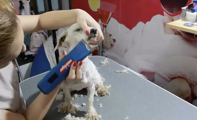 馬爾濟斯犬遭棄空屋廁所缺水缺糧，獲救後緊抱恩人雙腿不放。網上圖片