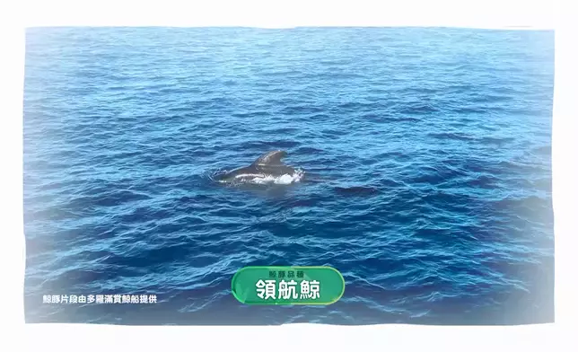花蓮東海岸可以見到多達七種鯨魚及海豚。