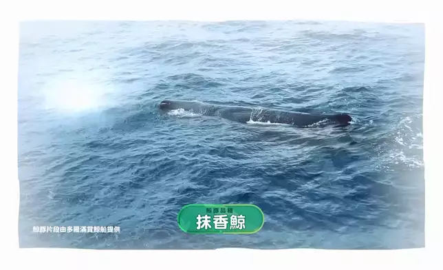 花蓮東海岸可以見到多達七種鯨魚及海豚。