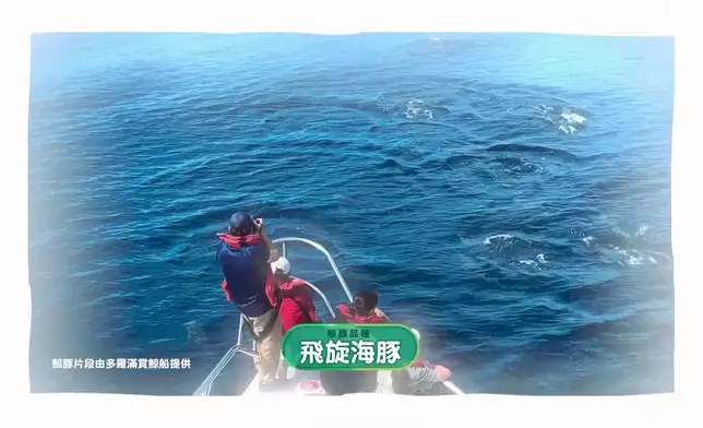 花蓮東海岸可以見到多達七種鯨魚及海豚。