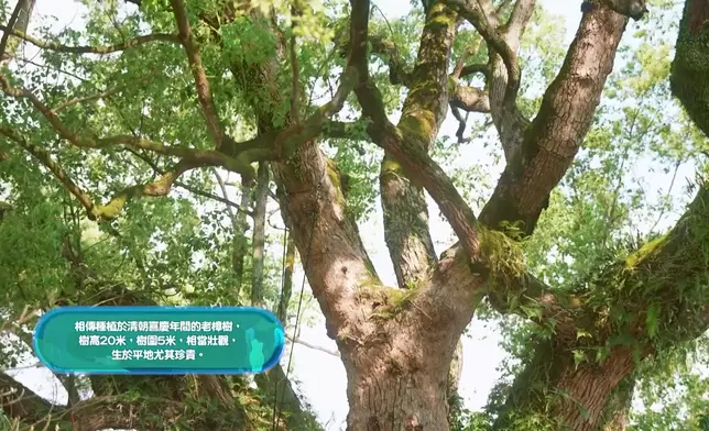 古樹樹齡逾百年。