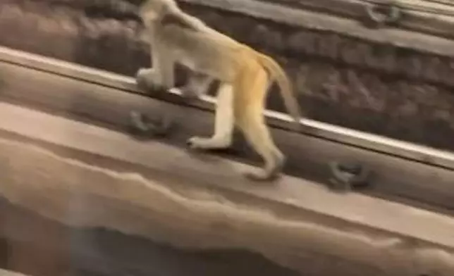 有網民影到猴子進入荃灣站附近的路軌範圍。threads圖片