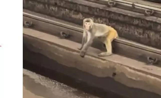 有網民影到猴子進入荃灣站附近的路軌範圍。threads圖片