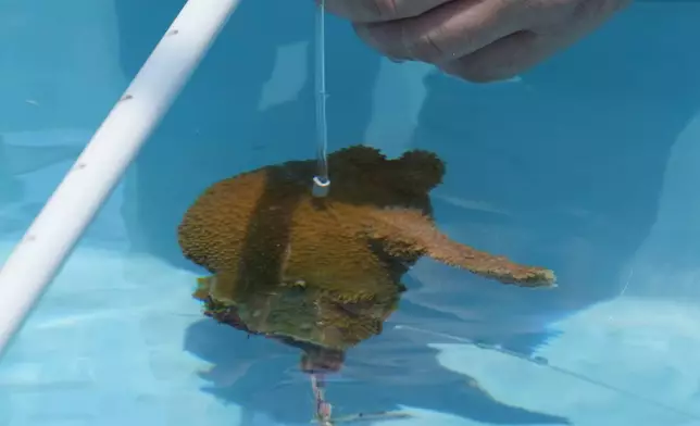 約翰尼·斯莫特里奇將從離岸苗圃收集的鹿角珊瑚綁在邁阿密大學羅森斯蒂爾海洋、大氣與地球科學學院的海水修復水箱中。攝於2026年7月22日周三，佛羅里達州比斯坎灣。(美聯社圖片/Marta Lavandier) AP圖片
