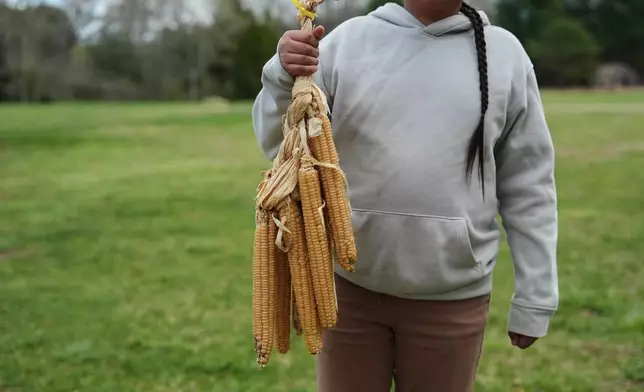 11歲的索瓦尼烏·斯皮爾斯，於2026年4月21日周二，在羅德島霍普金頓的祖父母農場手持一束納拉干西特白燧石粟米。(美聯社圖片/Joshua A. Bickel) AP圖片