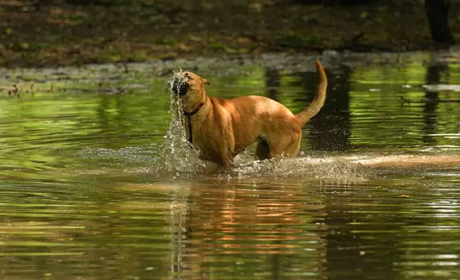 一隻狗在羅馬尼亞布加勒斯特一個公園的水浸區域戲水。當地周二晚遭雷暴吹襲，周三（2026年7月1日）公園出現水浸。(美聯社圖片/ Andreea Alexandru) AP圖片
