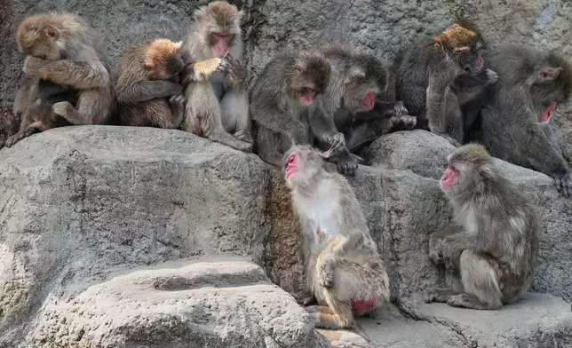 周四（2026年7月23日），日本東京以東市川市的市川市動植物園內，日本獼猴在其圍欄中休息並互相梳理毛髮，圖中未見龐奇。(美聯社圖片/Eugene Hoshiko) AP圖片
