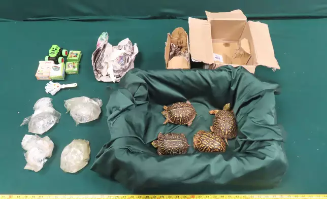 香港海關檢獲懷疑受管制屬瀕危物種的活龜 政府新聞處圖片