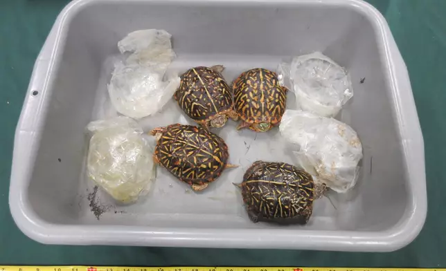 香港海關檢獲懷疑受管制屬瀕危物種的活龜 政府新聞處圖片