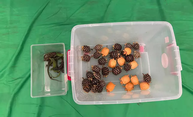 香港海關檢獲懷疑受管制屬瀕危物種的活龜及活蜥蜴。政府新聞處圖片