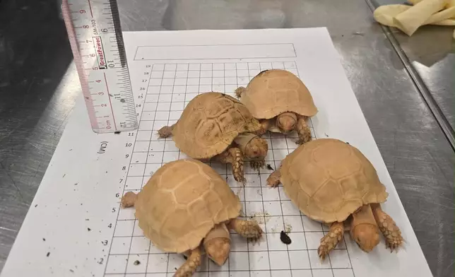 香港海關檢獲懷疑受管制屬瀕危物種的活龜及活蜥蜴。 政府新聞處圖片