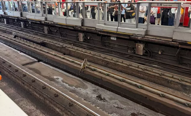稍早前有猴子進入荃灣站附近的路軌範圍，荃灣綫列車服務一度需要作出調整。