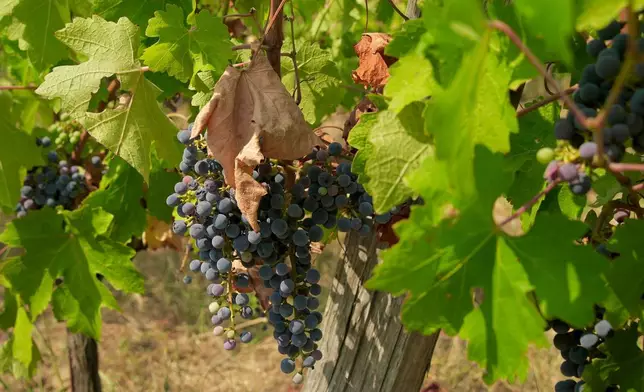 2026年7月29日周三，法國西南部波爾多區薩迪拉克的大維爾杜酒莊葡萄園內，葡萄掛滿枝頭。(美聯社圖片/Eva van Dam) AP圖片