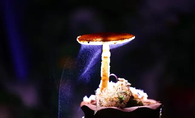 影片截圖 CGTN圖片