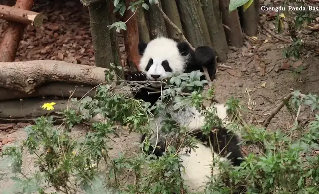 影片截圖 CGTN圖片