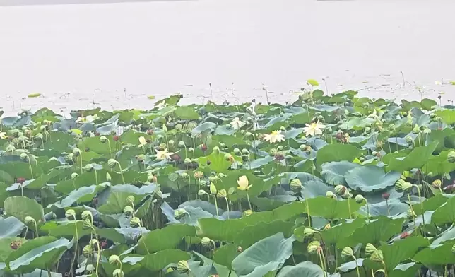 影片截圖 CGTN圖片