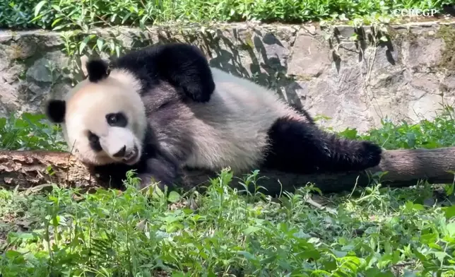 影片截圖 CGTN圖片