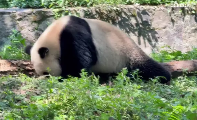 影片截圖 CGTN圖片