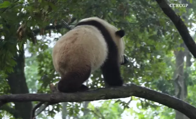 影片截圖 CGTN圖片