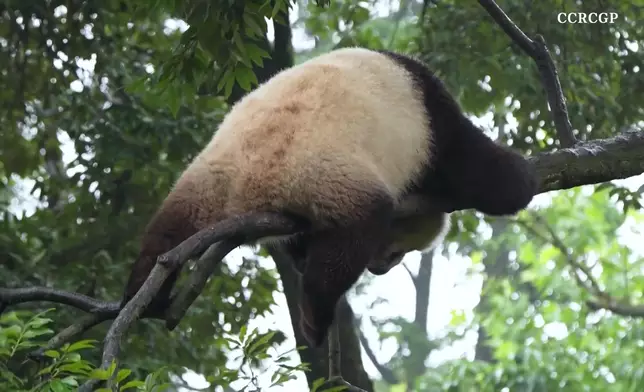 影片截圖 CGTN圖片